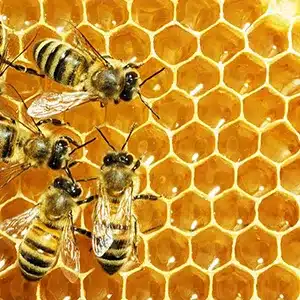 SW's Wild Pure Honey